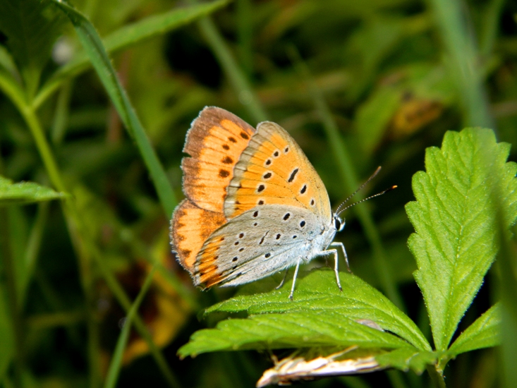 Lycaena dispar